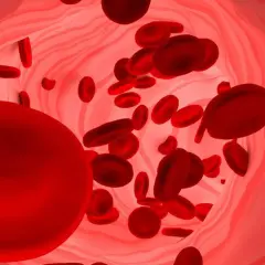 Czerwone krwinki w naczyniu krwionośnym. Duża ilość erytrocytów może sugerować podwyższona hemoglobina.