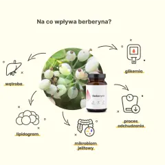 Berberyna wspiera proces odchudzania, reguluje glikemię, lipidogram i mikrobiom jelitowy, a także wpływa na wątrobę.