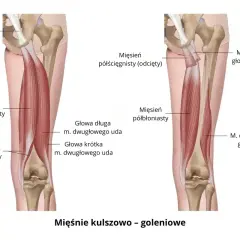Anatomia uda: mięśnie kulszowo-goleniowe, w tym mięsień dwugłowy uda z głową długą i krótką, oraz mięsień półścięgnisty.