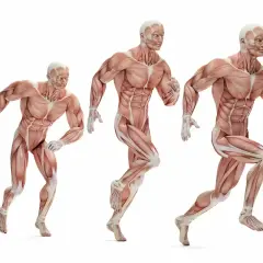 Trzy modele anatomiczne ukazujące różne typy budowy ciała w ruchu.