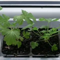Młode sadzonki pelargonii w plastikowej osłonce. Warto pamiętać o geranium przeciwwskazania, np. dla alergików.