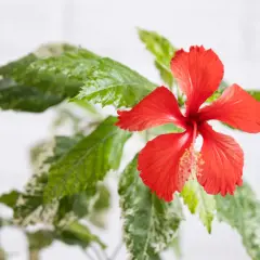 Czerwony kwiat hibiskusa z zielonymi liśćmi, które mają jasne przebarwienia. Właściwości hibiskusa są cenione od wieków.