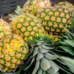 Ananasy, źródło bromelainy na stawy. Ich soczyste wnętrze i zielone liście kryją naturalne wsparcie dla Twoich stawów.