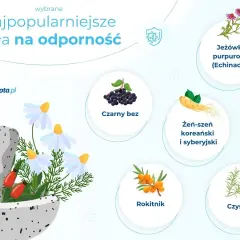 Najpopularniejsze zioła na odporność: jeżówka, czarny bez, żeń-szeń, rokitnik, czystek. Zobacz, co brać na odporność!