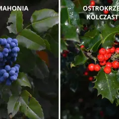 Mahonia z niebieskimi jagodami obok ostrokrzewu kolczastego z czerwonymi owocami.