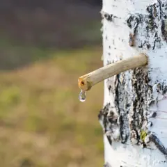 Kiedy brzoza puszcza soki, kropla czystej wody spływa z drewnianego patyczka wbitego w pień.