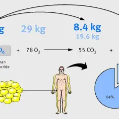 Jak zredukować tkankę tłuszczową? Schemat pokazuje, że 10 kg tłuszczu to 8.4 kg CO2 i 1.6 kg H2O.