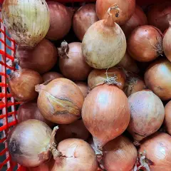 Duża czerwona skrzynka wypełniona po brzegi cebulami. Każda cebula to obietnica zdrowia, bo przecież "1 cebula dziennie" to podstawa.