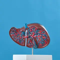 Model wątroby z widocznymi naczyniami krwionośnymi. Cholina, kluczowa dla jej funkcji, wspiera metabolizm tłuszczów.