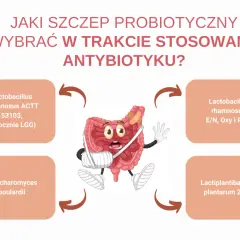 Czy probiotyk można brać bez antybiotyku? Grafika pokazuje jelita w bandażach, z propozycjami szczepów probiotycznych.