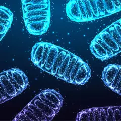 Siatka geometryczna przedstawiająca budowę mitochondrium, świecąca na niebiesko i fioletowo na ciemnym tle.