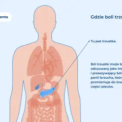 Ból trzustki może promieniować do pleców. Ilustracja pokazuje lokalizację trzustki w ludzkim ciele.