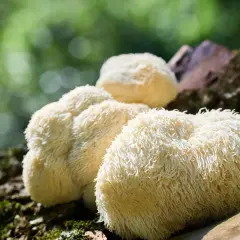 Grzyby soplówka jeżowata (lion's mane) na pniu. Zastanawiasz się nad lion's mane dawkowanie?