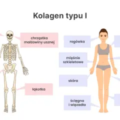 Schemat pokazuje, gdzie występuje kolagen typu 1: w kościach, skórze, ścięgnach, chrząstkach, naczyniach krwionośnych i innych tkankach.