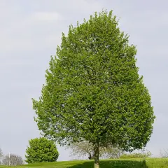 Majestatyczna lipa w ogrodzie, otoczona zielenią, na tle błękitnego nieba z chmurami.