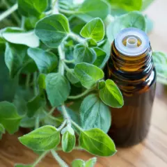 Gałązka świeżego oregano obok buteleczki z olejkiem eterycznym oregano.