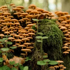 Gęste skupisko grzybów, które mogą być mylone z jadalnymi, ale w rzeczywistości to opieńki trujące.