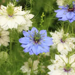 Nigella damascena, czyli czarnuszka, kwitnie w ogrodzie, tworząc bujne kępy białych i niebieskich kwiatów.