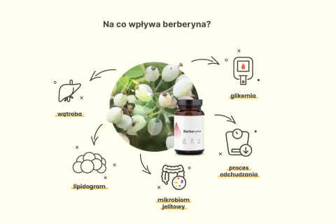 Berberyna wspiera proces odchudzania, reguluje glikemię, lipidogram i mikrobiom jelitowy, a także wpływa na wątrobę.