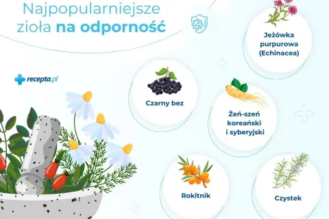 Najpopularniejsze zioła na odporność: jeżówka, czarny bez, żeń-szeń, rokitnik, czystek. Zobacz, co brać na odporność!