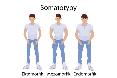 Trzech mężczyzn: ektomorfik (szczupły), mezomorfik (umięśniony) i endomorfik (zaokrąglony), ilustrujących somatotypy.