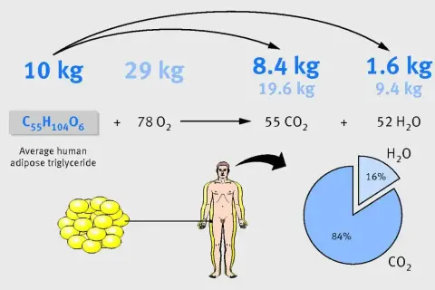 Jak zredukować tkankę tłuszczową? Schemat pokazuje, że 10 kg tłuszczu to 8.4 kg CO2 i 1.6 kg H2O.