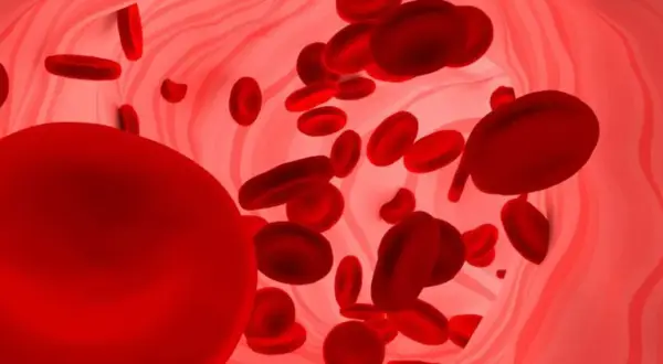 Czerwone krwinki w naczyniu krwionośnym. Duża ilość erytrocytów może sugerować podwyższona hemoglobina.