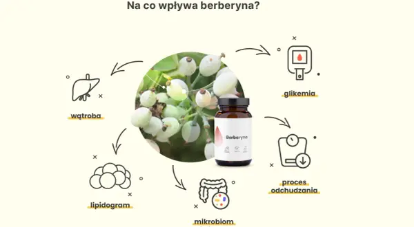 Berberyna wspiera proces odchudzania, reguluje glikemię, lipidogram i mikrobiom jelitowy, a także wpływa na wątrobę.