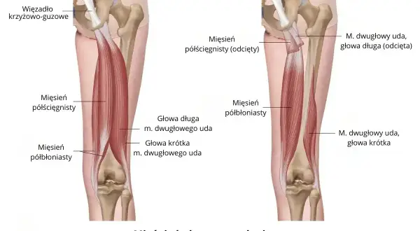 Anatomia uda: mięśnie kulszowo-goleniowe, w tym mięsień dwugłowy uda z głową długą i krótką, oraz mięsień półścięgnisty.