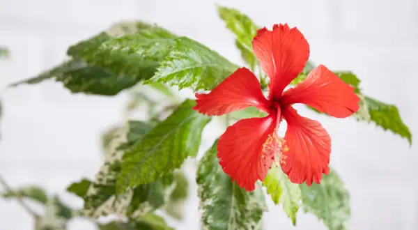 Czerwony kwiat hibiskusa z zielonymi liśćmi, które mają jasne przebarwienia. Właściwości hibiskusa są cenione od wieków.