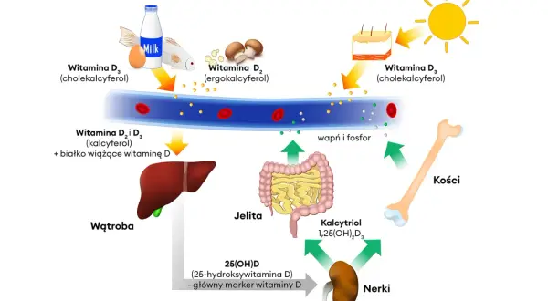 Schemat metabolizmu witaminy D, pokazujący jej źródła (słońce, ryby, jajka, mleko, grzyby), transport we krwi, przemiany w wątrobie i nerkach oraz wpływ na kości. Kluczowy jest poziom witaminy D3.
