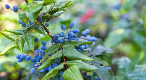 Mahonia pospolita właściwości lecznicze: niebieskie owoce i zielone liście na gałązce.