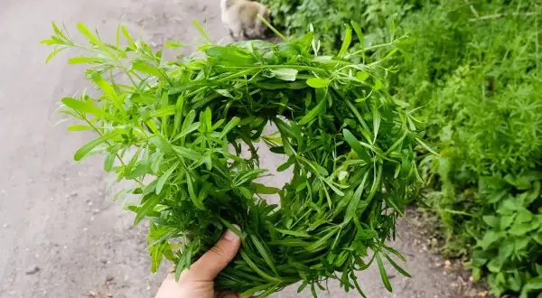 Wianek z przytulii właściwej. Pamiętaj o przeciwwskazaniach przy jej stosowaniu, zwłaszcza w ciąży.