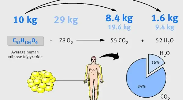 Jak zredukować tkankę tłuszczową? Schemat pokazuje, że 10 kg tłuszczu to 8.4 kg CO2 i 1.6 kg H2O.
