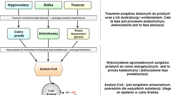 Schemat pokazuje, jak białko, węglowodany i tłuszcze są trawione i wykorzystywane. Białko rozkłada się na aminokwasy, które mogą być wykorzystane do produkcji energii, co pośrednio pomaga, gdy zastanawiamy się, czy białko spala tłuszcz.