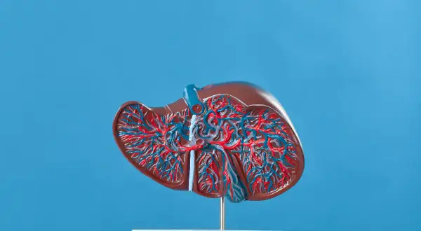Model wątroby z widocznymi naczyniami krwionośnymi. Cholina, kluczowa dla jej funkcji, wspiera metabolizm tłuszczów.