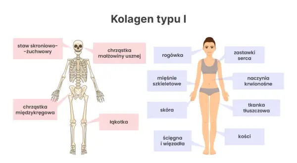 Schemat pokazuje, gdzie występuje kolagen typu 1: w kościach, skórze, ścięgnach, chrząstkach, naczyniach krwionośnych i innych tkankach.