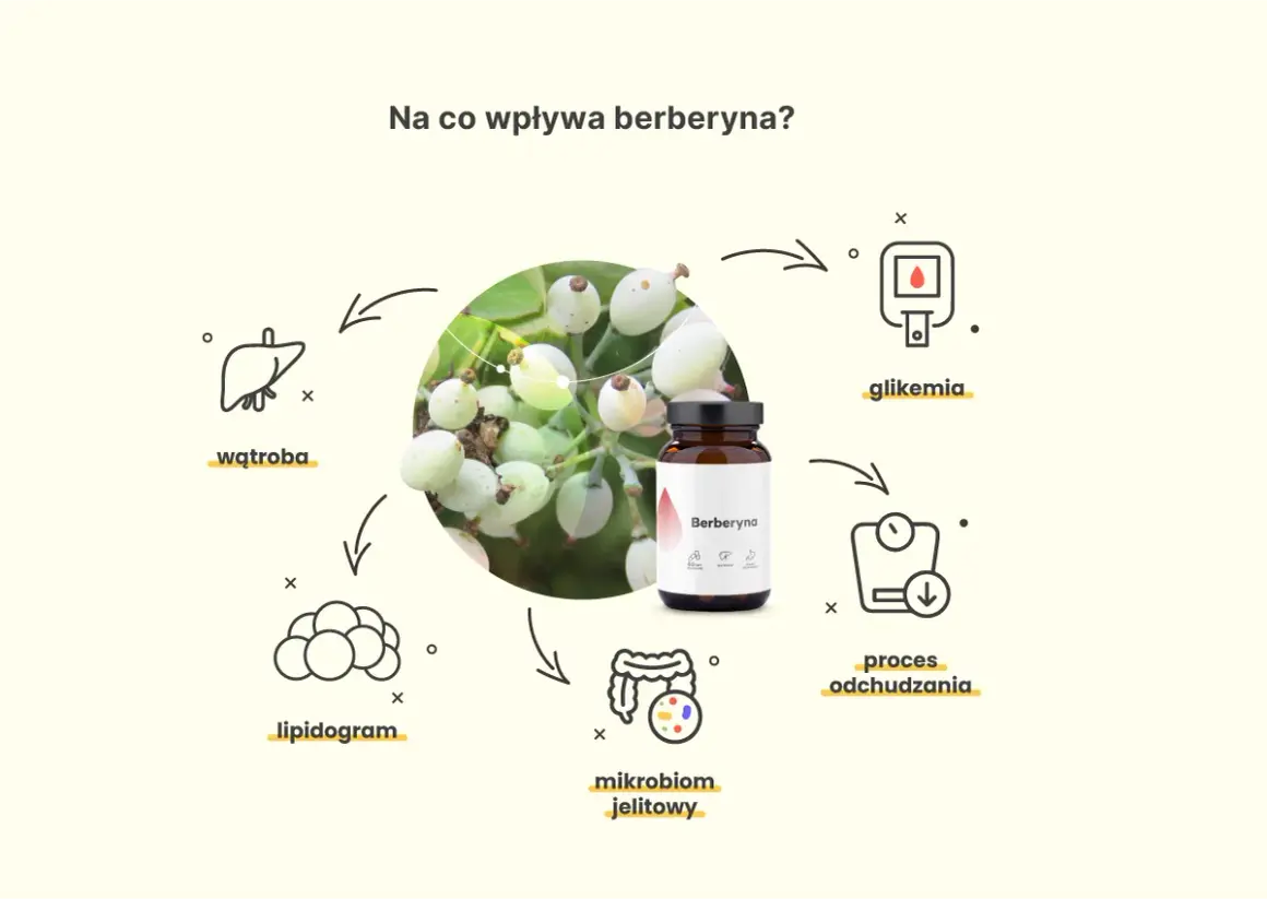 Berberyna wspiera proces odchudzania, reguluje glikemię, lipidogram i mikrobiom jelitowy, a także wpływa na wątrobę.
