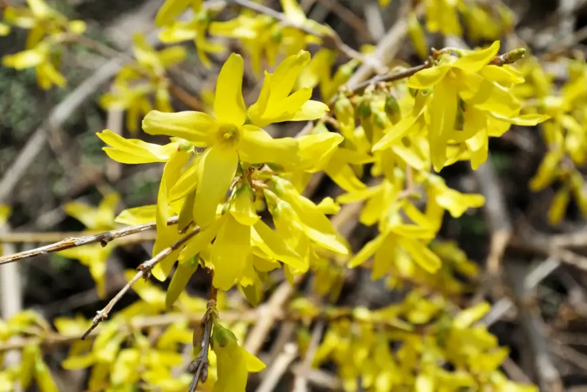 Jasnożółte kwiaty forsycji, symbol wiosny. Jej właściwości lecznicze znane są od wieków.