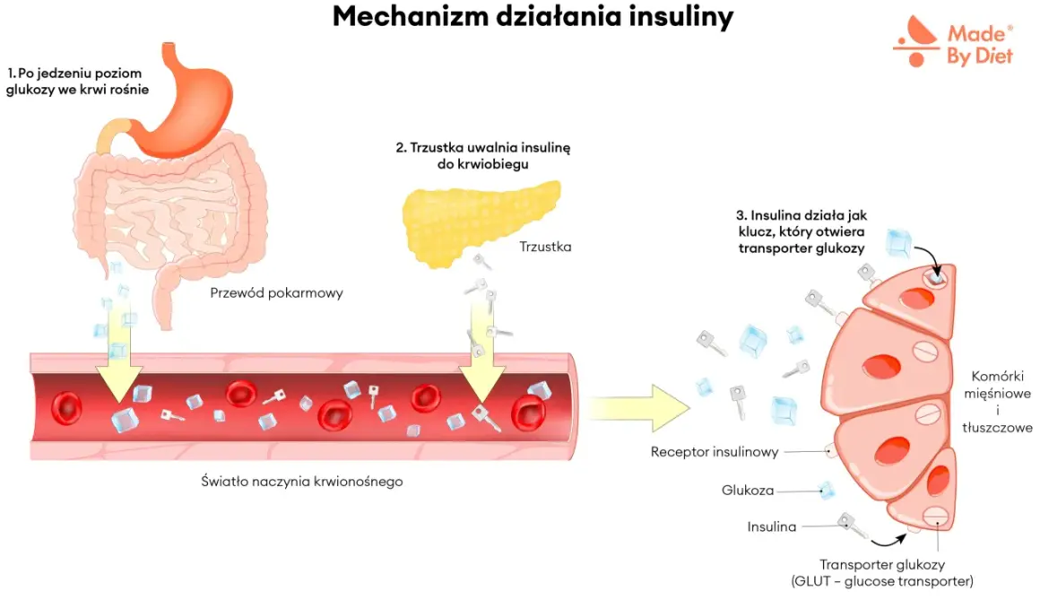 Po jedzeniu poziom glukozy rośnie. Trzustka uwalnia insulinę, która działa jak klucz, otwierając transporter glukozy. Hiperglikemia reaktywna objawy.