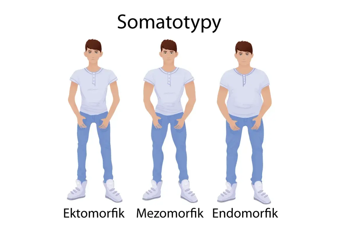 Trzech mężczyzn: ektomorfik (szczupły), mezomorfik (umięśniony) i endomorfik (zaokrąglony), ilustrujących somatotypy.