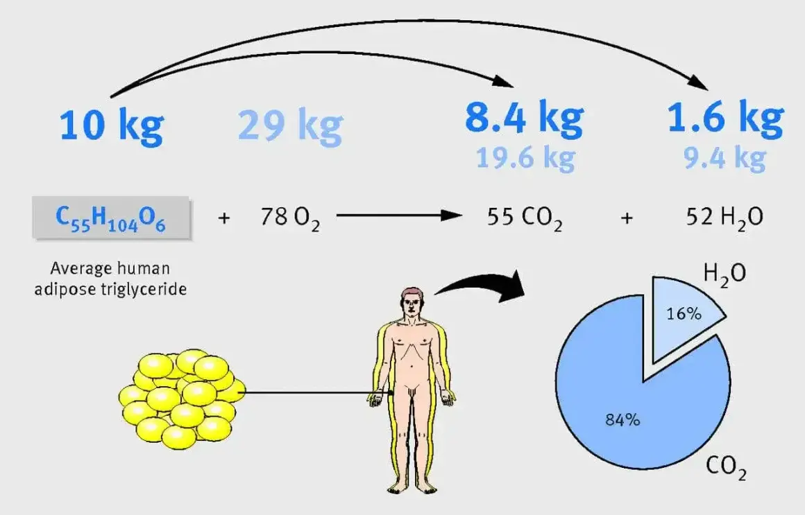 Jak zredukować tkankę tłuszczową? Schemat pokazuje, że 10 kg tłuszczu to 8.4 kg CO2 i 1.6 kg H2O.