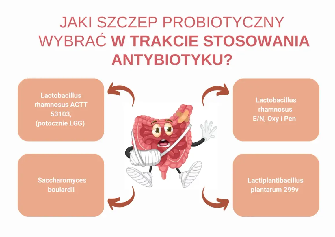 Czy probiotyk można brać bez antybiotyku? Grafika pokazuje jelita w bandażach, z propozycjami szczepów probiotycznych.