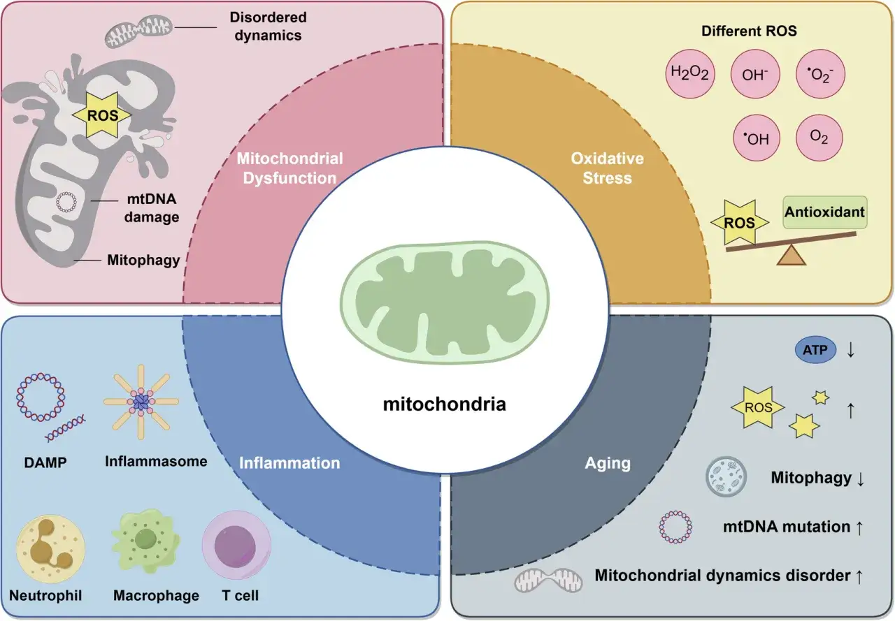 Schemat przedstawia budowę mitochondrium i jego dysfunkcje: stres oksydacyjny, zapalenie, starzenie.