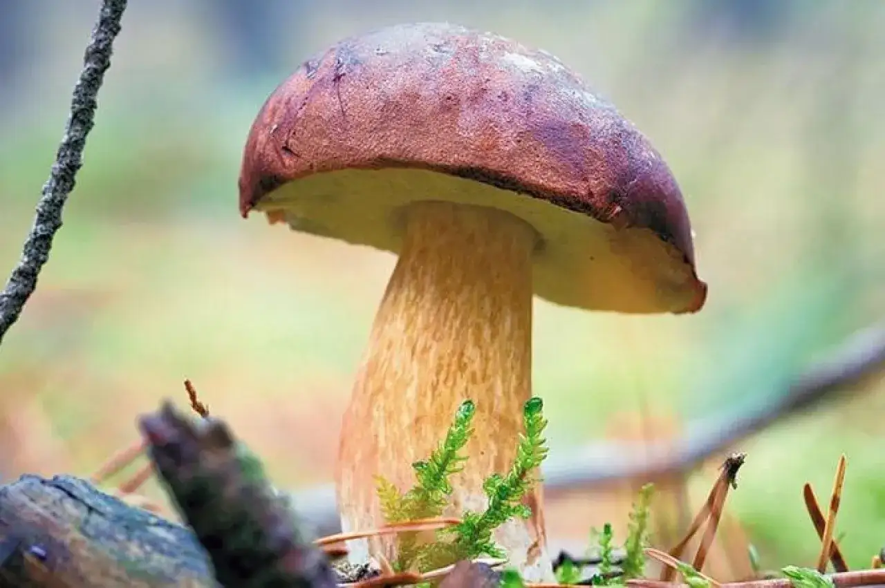 Piękny okaz borowika, który może być mylony z borowikami trującymi. Uważaj w lesie!