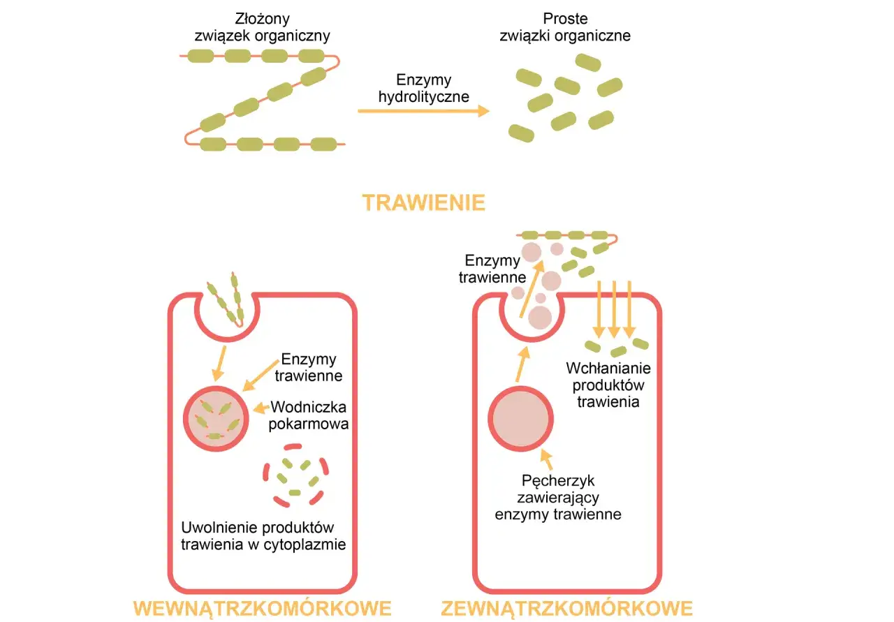 Schemat przedstawia trawienie białek. Złożony związek organiczny jest rozkładany przez enzymy trawienne na proste związki organiczne, które są następnie wchłaniane.