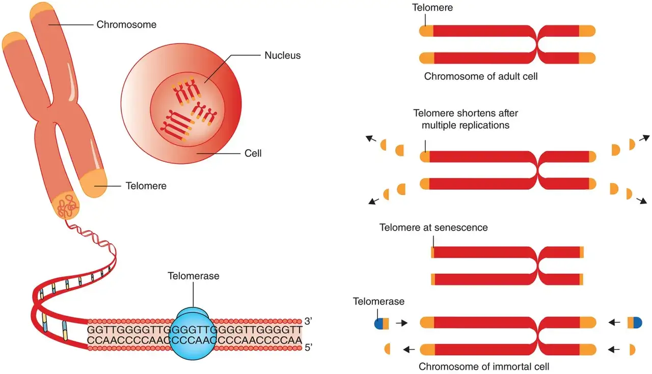 Ilustracja pokazuje, jak wydłużyć telomery za pomocą telomerazy, enzymu odbudowującego końcówki chromosomów.
