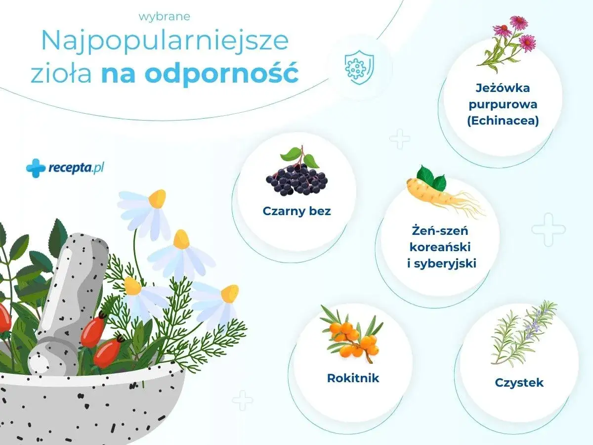 Najpopularniejsze zioła na odporność: jeżówka, czarny bez, żeń-szeń, rokitnik, czystek. Dowiedz się, co brać na odporność!