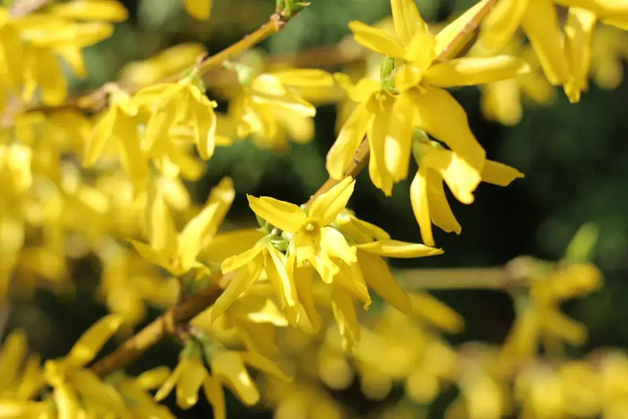Jasnożółte kwiaty forsycji, symbol wiosny. Jej właściwości lecznicze znane są od wieków.