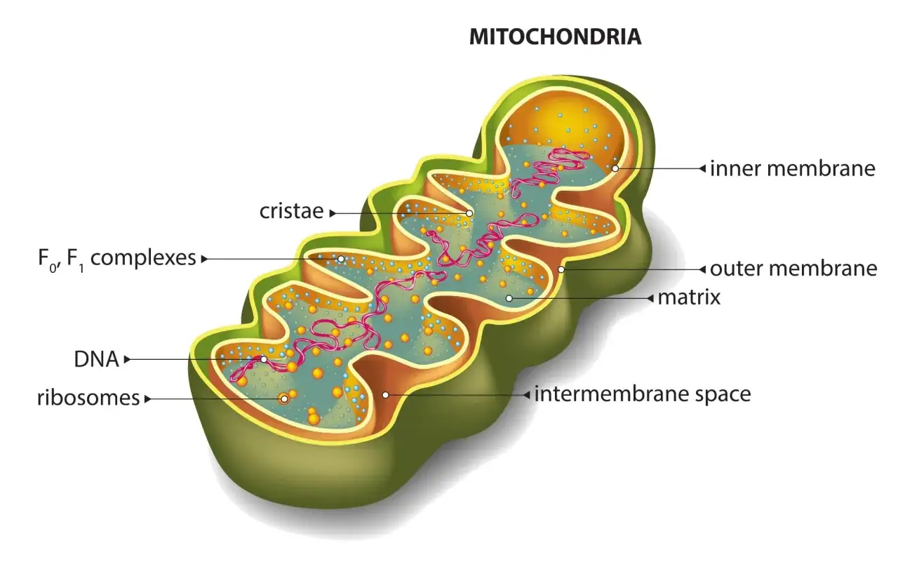 Schemat mitochondrium z widocznymi błonami, grzebieniami, DNA i rybosomami. Kluczowy element dla zrozumienia diety mitochondrialnej.